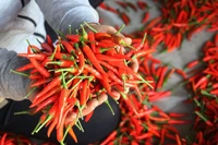 Kim ngạch xuất khẩu ớt giảm hơn 52%