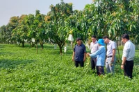 PHÁT TRIỂN CÂY LẠC TRÊN ĐẤT SẢN XUẤT KÉM HIỆU QUẢ - GIẢI PHÁP PHÁT TRIỂN BỀN VỮNG