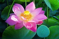 Những mùa sen 