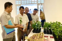 Giới thiệu giống chanh dây được ươm tại Viện Sản xuất cây giống chanh dây của Công ty cổ phần Nafoods Group. Ảnh: H.D