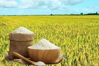 Giá gạo 5% tấm xuất khẩu của Việt Nam lấy lại vị trí số 1 thế giới
