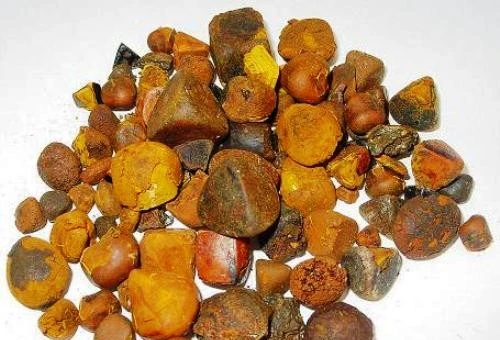 Gia Lai: Phát hiện vật thể nghi là ngưu hoàng hiếm gặp trong túi mật bò