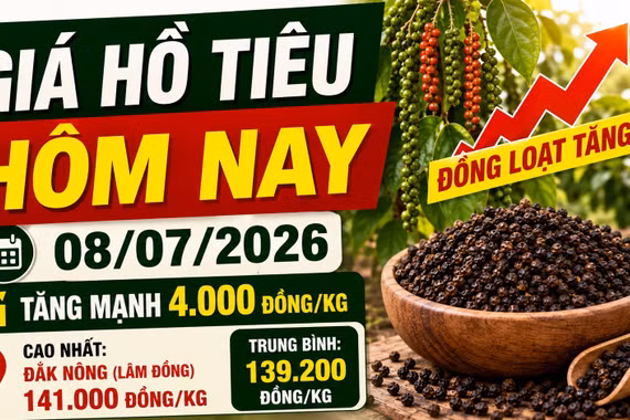 Giá hồ tiêu hôm nay 8/7: Tăng mạnh 4.000 đồng/kg