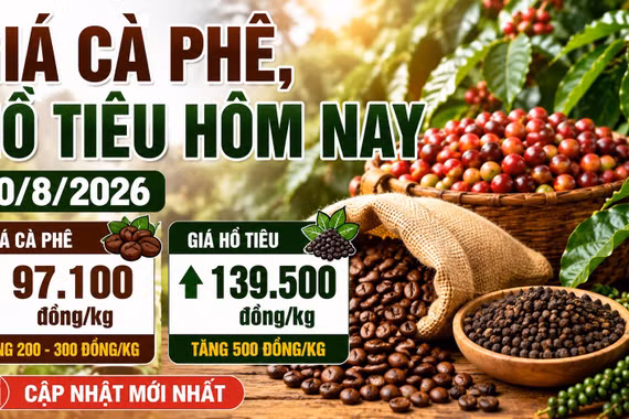 Giá cà phê hôm nay 10/8 tăng trở lại, hồ tiêu lên mức 139.500 đồng/kg