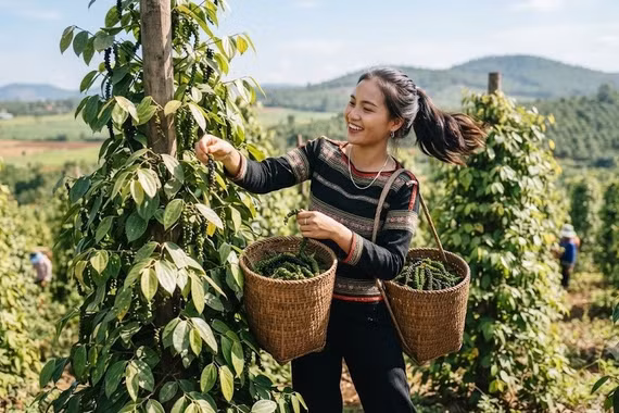 Giá hồ tiêu hôm nay 27/6: Thị trường chủ yếu đi ngang