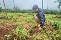 Gia Lai: Người dân bức xúc vì vườn cà phê mới trồng bị nhổ trộm