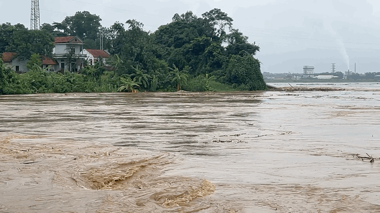 Khu vực dự định bắc cầu phao cách cầu Phong Châu 50 m Khu vực dự định bắc cầu phao cách cầu Phong Châu 50 m