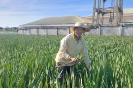 Người nông dân tại khu vực Tây Gia Lai đang chăm sóc vườn hoa lay ơn trong điều kiện thời tiết lạnh kéo dài trước Tết Nguyên đán 2026.