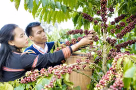 Anh Siu Sắt tại làng Mrông Yố 1, xã Ia Phí, tỉnh Gia Lai phát triển mô hình nông nghiệp hữu cơ gắn liền với du lịch canh nông và trải nghiệm văn hóa địa phương.