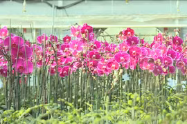 Những chậu lan hồ điệp rực rỡ màu sắc được trưng bày tại cửa hàng hoa phục vụ thị trường Tết Nguyên đán Bính Ngọ 2026.