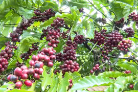Cà phê chín mọng, trĩu quả, mang đến niềm vui ngày mùa trên các nương rẫy bạt ngàn Đắk Lắk, Gia Lai.