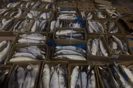 Công an tỉnh Gia Lai đã tiến hành tiêu hủy 885 kg cá không rõ nguồn gốc vừa bị phát hiện tại phường Quy Nhơn.