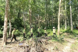 Phát huy sức mạnh cộng đồng trong công tác quản lý và bảo vệ rừng trên địa bàn tỉnh năm 2025