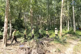 Phát huy sức mạnh cộng đồng trong công tác quản lý và bảo vệ rừng trên địa bàn tỉnh năm 2025