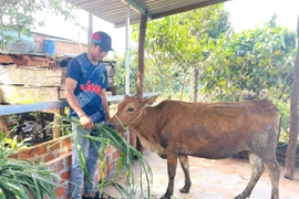 Đồng bào dân tộc thiểu số khu vực phía Tây tỉnh thay đổi nếp nghĩ, cách làm trong tư duy sản xuất, sinh kế, đạt nhiều tín hiệu khởi sắc trong đời sống.