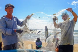 Ngư dân làng biển khu vực phía Đông tỉnh tất tả bám biển sinh nhai ngay sau khi cơn bão số 13 đi qua.