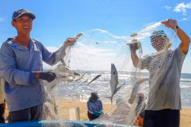 Ngư dân làng biển khu vực phía Đông tỉnh tất tả bám biển sinh nhai ngay sau khi cơn bão số 13 đi qua.