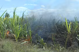 Hiện trường vụ cháy mía tại thôn Bi Gia, xã Pờ Tó, tỉnh Gia Lai gây thiệt hại nặng nề cho bà con nông dân dịp cuối năm 2025.