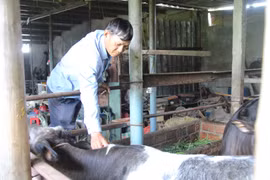 Tỉnh Gia Lai dự kiến chi hơn 49 tỷ đồng mỗi năm để hỗ trợ vắc xin và chi phí tiêm phòng cho đàn vật nuôi theo Nghị quyết mới áp dụng từ ngày 1-1-2026.