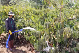 Nông dân tất bật vào nhịp tưới nước cho rẫy cà phê, chăm sóc vườn cây ngay từ những ngày đầu xuân để đảm bảo năng suất mùa vụ 2026.