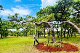 Một cây thông trong khu vực Dự án sân golf Đak Đoa đã bị đối tượng đào gốc chuẩn bị vận chuyển ra ngoài tiêu thụ.