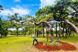 Một cây thông trong khu vực Dự án sân golf Đak Đoa đã bị đối tượng đào gốc chuẩn bị vận chuyển ra ngoài tiêu thụ.