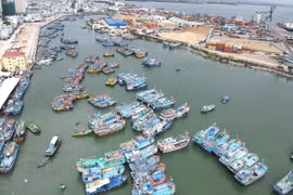 Quang cảnh các tàu cá neo đậu san sát tại Cảng cá Quy Nhơn, phường Quy Nhơn vào giữa tháng 3 năm 2026.