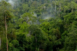 Với gần 1 triệu ha rừng, Gia Lai nắm giữ lợi thế lớn trong việc khai thác thị trường tín chỉ carbon để phát triển bền vững