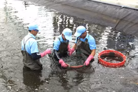 Dự án đầu tư nuôi tôm ứng dụng công nghệ cao của Công ty TNHH Việt Úc - Phù Mỹ tại xã An Lương khẳng định hiệu quả.
