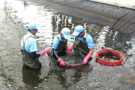 Dự án đầu tư nuôi tôm ứng dụng công nghệ cao của Công ty TNHH Việt Úc - Phù Mỹ tại xã An Lương khẳng định hiệu quả.