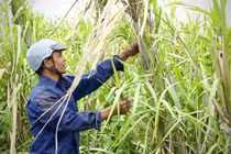 Liên kết sản xuất "lỏng lẻo", người trồng mía chịu thiệt