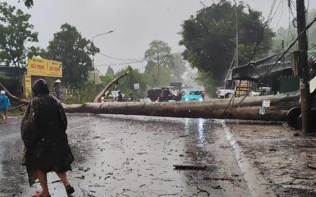 Đắk Lắk: Cổ thụ bật gốc, đè xe cứu thương