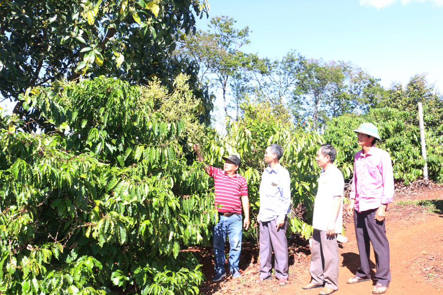 Vườn cây của ông Phụng (bìa phải) phát triển bền vững và cho thu nhập cao. Ảnh: Quang Tấn