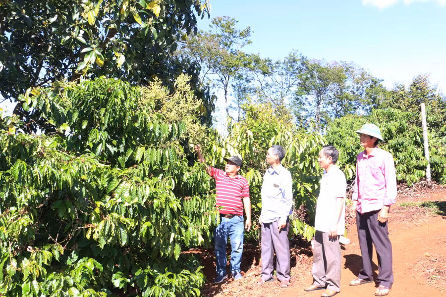 Vườn cây của ông Phụng (bìa phải) phát triển bền vững và cho thu nhập cao. Ảnh: Quang Tấn