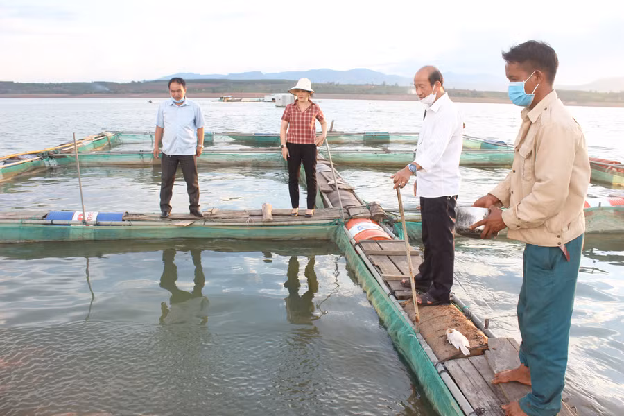 Mô hình nuôi cá lồng trong lòng hồ thủy điện Ia Ly (huyện Chư Păh). Ảnh: Nguyễn Diệp