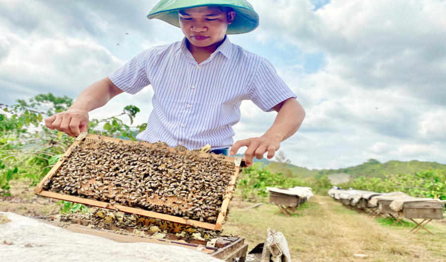 Để đảm bảo chất lượng mật ong, anh Lê Văn Đức (thôn 4, xã Nghĩa Hưng, huyện Chư Păh) chỉ thu hoạch khi ong đã làm mật khoảng 20 ngày. Ảnh: Hà Duy Để đảm bảo chất lượng mật ong, anh Lê Văn Đức (thôn 4, xã Nghĩa Hưng, huyện Chư Păh) chỉ thu hoạch khi ong đã làm mật khoảng 20 ngày. Ảnh: Hà Duy