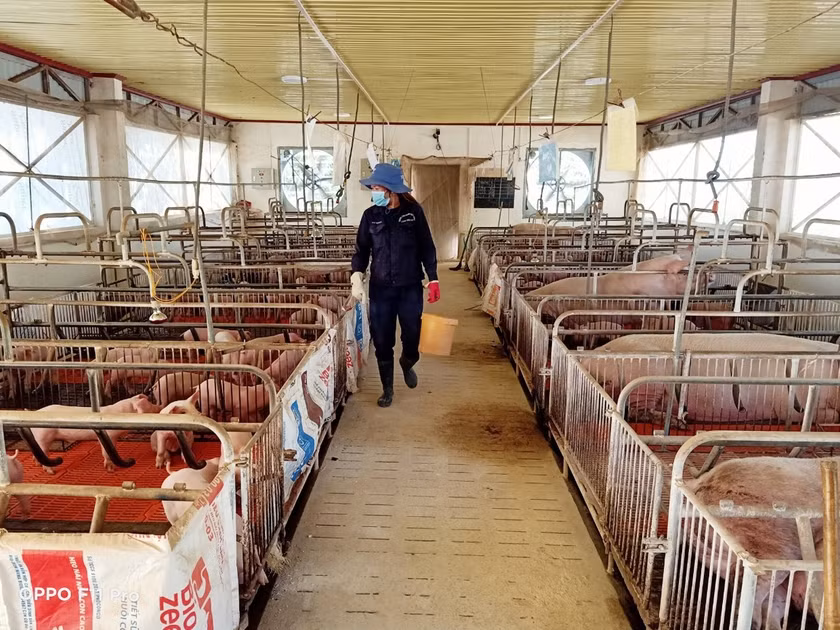 Cán bộ kỹ thuật Trung tâm Giống vật nuôi tỉnh Gia Lai chăm sóc đàn heo giống. Ảnh: Ngọc Sang