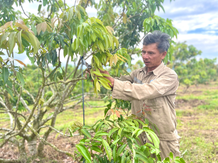 Từ nguồn vốn vay từ Quỹ Hỗ trợ nông dân huyện, ông Nguyễn Tô (thôn 1, xã Nghĩa An) đầu tư chăm sóc vườn vải thiều nhằm nâng cao năng suất, thu nhập. Ảnh: Minh Nguyễn