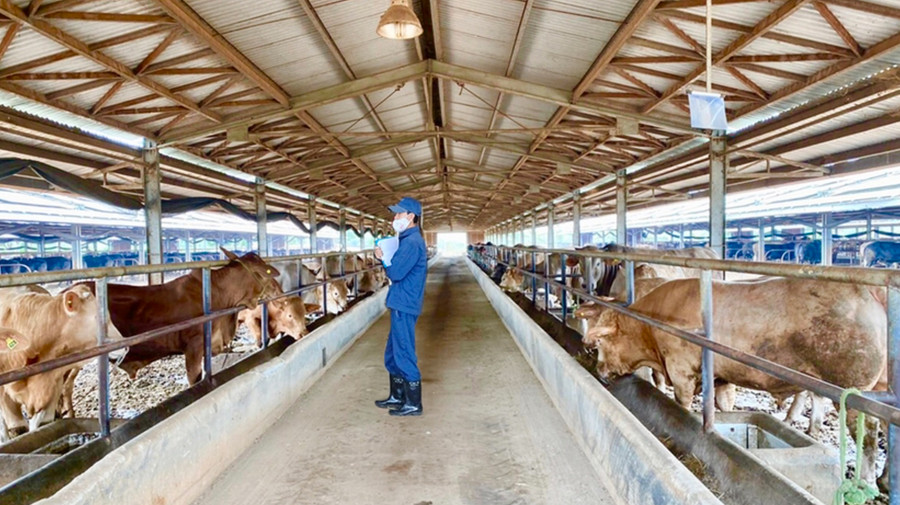 Dự án chăn nuôi bò của Công ty TNHH một thành viên 74 (Binh đoàn 15) tại huyện Đức Cơ. Ảnh: Hà Duy Dự án chăn nuôi bò của Công ty TNHH một thành viên 74 (Binh đoàn 15) tại huyện Đức Cơ. Ảnh: Hà Duy