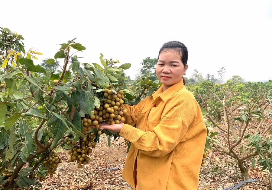 Gia đình chị Vũ Thị Hoan thu lãi 250-300 triệu đồng/năm từ vườn nhãn. Ảnh: Nhật Hào