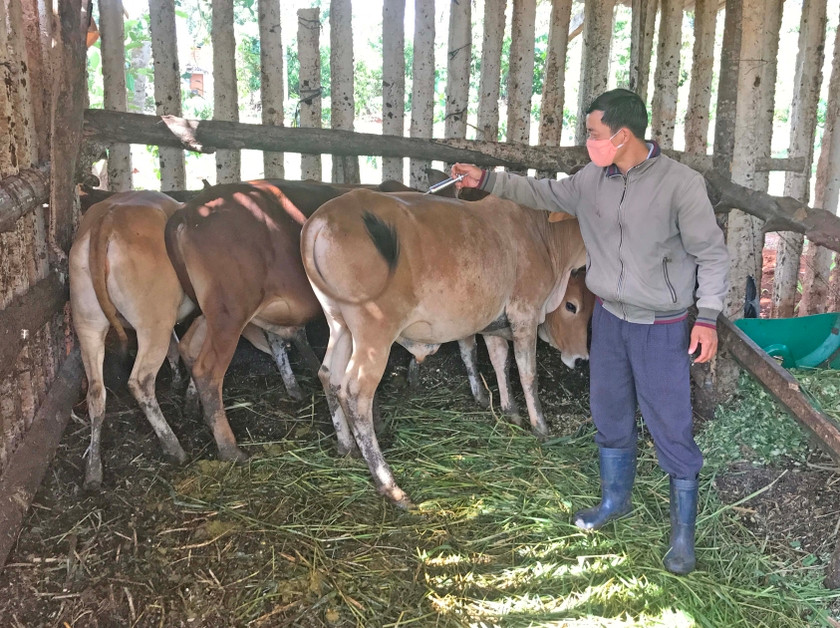 Nhân viên thú y Trung tâm Dịch vụ nông nghiệp huyện Đak Đoa tiêm phòng bệnh viêm da nổi cục cho đàn bò của người dân. Ảnh: Ngọc Sang Nhân viên thú y Trung tâm Dịch vụ nông nghiệp huyện Đak Đoa tiêm phòng bệnh viêm da nổi cục cho đàn bò của người dân. Ảnh: Ngọc Sang