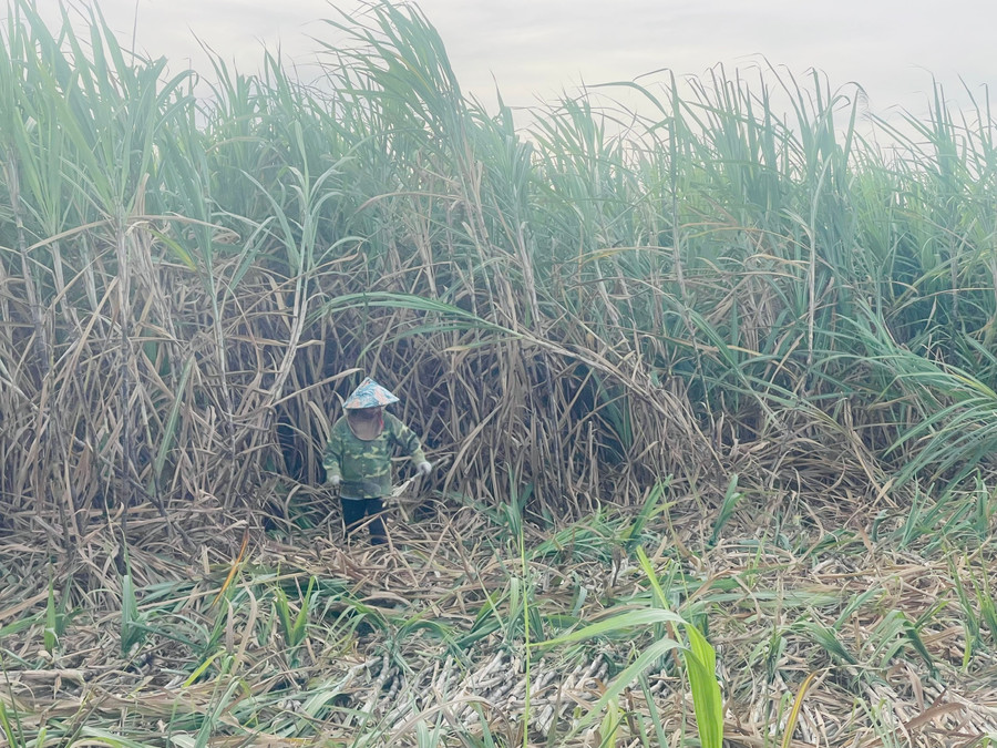 Nông dân Ayun Pa phấn khởi vì mía được mùa, được giá. Ảnh: Vũ Chi