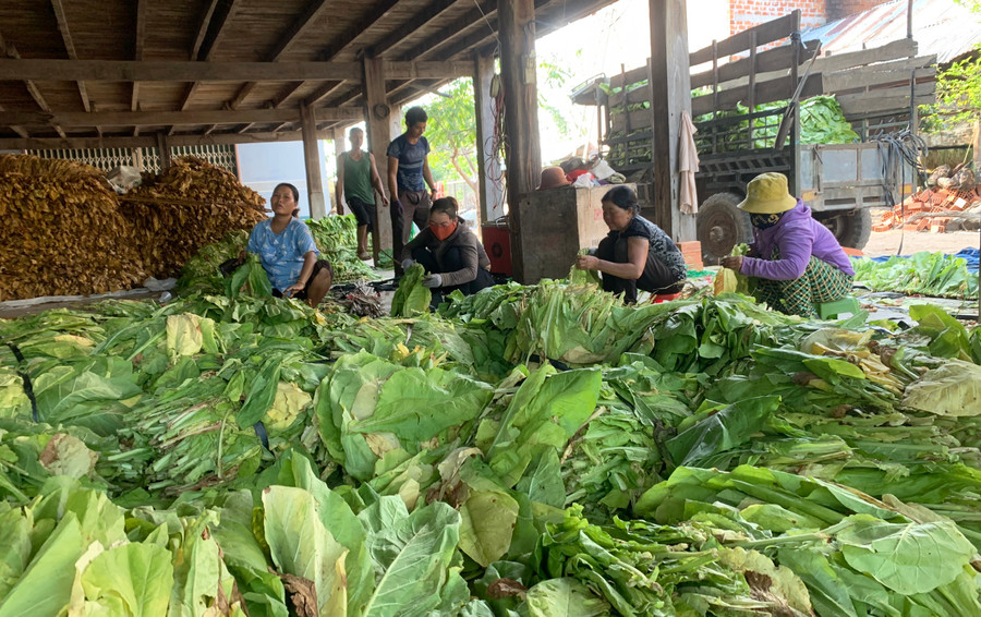 Thuốc lá là một trong những cây trồng chủ lực mang lại thu nhập ổn định cho người dân thị xã Ayun Pa. Ảnh: Vũ Chi