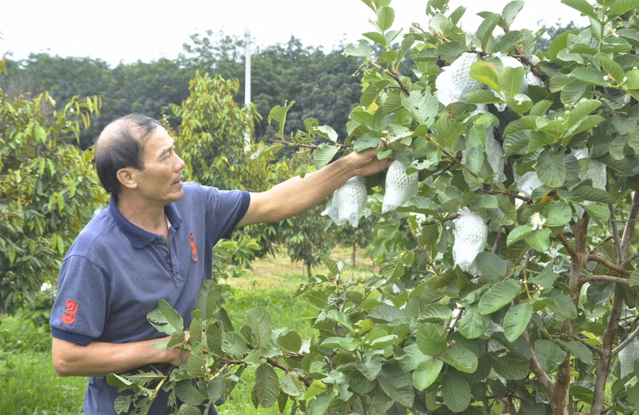 Gia đình ông Nguyễn Văn Quân (thôn 7, thị trấn Ia Kha, huyện Ia Grai) đa dạng hóa cây trồng để giảm thiểu rủi ro khi giá nông sản biến động. Ảnh: Phạm Ngọc