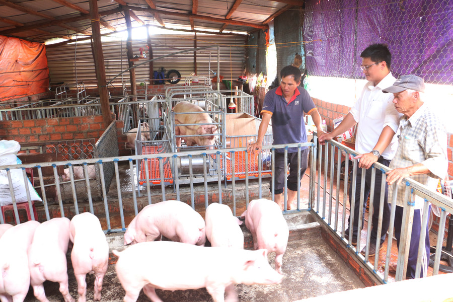 Do nguồn nhân lực thiếu nên khi dịch bệnh xảy ra, khả năng ứng phó của ngành thú ý còn hạn chế. Ảnh: Quang Tấn Do nguồn nhân lực thiếu nên khi dịch bệnh xảy ra, khả năng ứng phó của ngành thú ý còn hạn chế. Ảnh: Quang Tấn