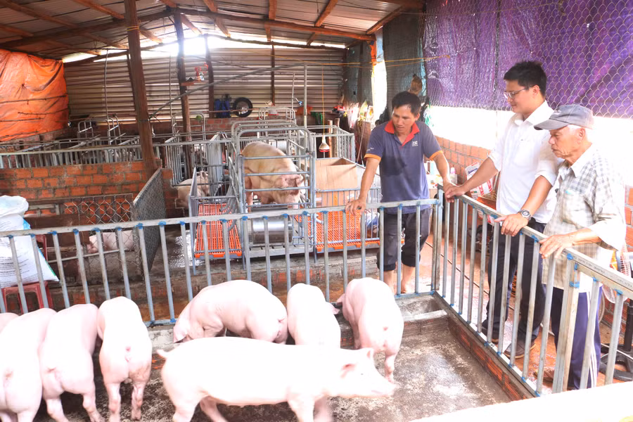 Do nguồn nhân lực thiếu nên khi dịch bệnh xảy ra, khả năng ứng phó của ngành thú ý còn hạn chế. Ảnh: Quang Tấn