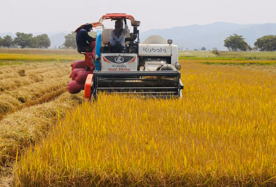 Việc liên kết với các hợp tác xã tạo điều kiện cho nông dân huyện Phú Thiện xây dựng cánh đồng lúa một giống chất lượng cao. Ảnh: Vũ Chi