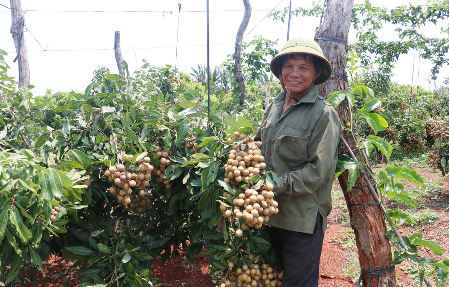 Việc liên kết sản xuất nhãn Hương Chi theo tiêu chuẩn VietGAP bước đầu mang lại thu nhập khá cho gia đình ông Phạm Công Tới (thôn 5, xã Ia Pal, huyện Chư Sê). Ảnh: Quang Tấn
