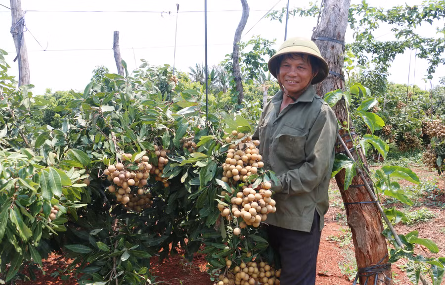 Việc liên kết sản xuất nhãn Hương Chi theo tiêu chuẩn VietGAP bước đầu mang lại thu nhập khá cho gia đình ông Phạm Công Tới (thôn 5, xã Ia Pal, huyện Chư Sê). Ảnh: Quang Tấn