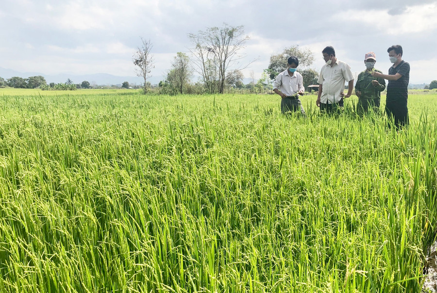 Sự điều tiết hợp lý của Tổ hợp tác dùng nước xã Ia Rmok đã giúp người dân đủ nước sản xuất lúa vụ Đông Xuân 2022-2023. Ảnh: Lê Nam